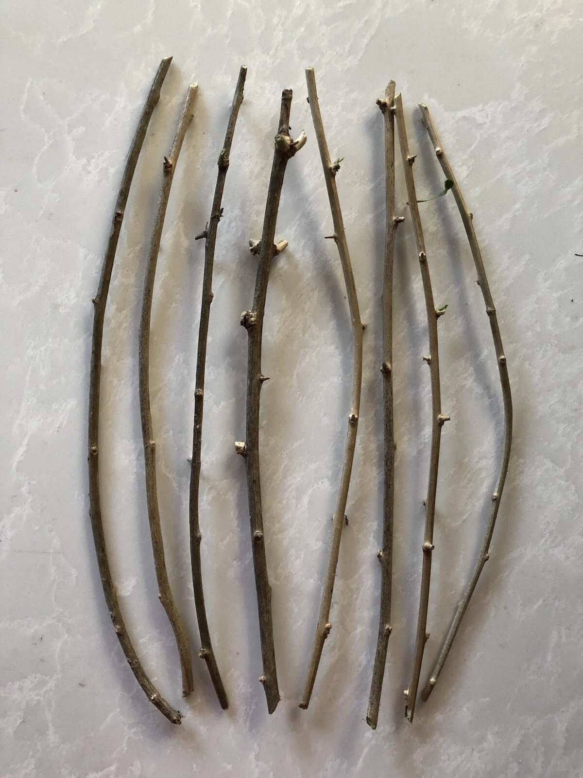 Goji Berry Plant Cuttings – 8 Fresh Unrooted Stems Ready to Grow, Lycium barbarum Garden Starter for Easy Propagation
