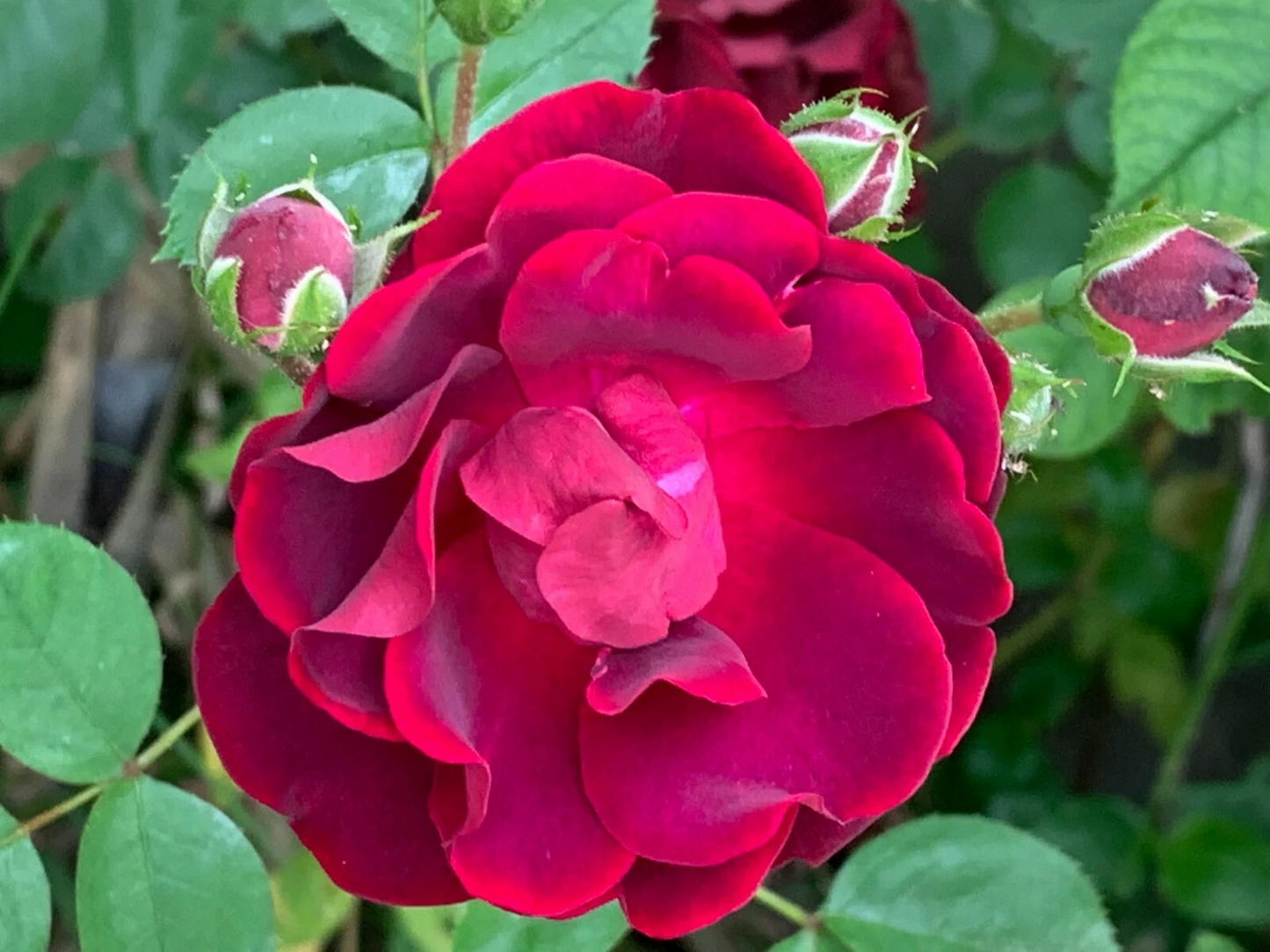 Red Rose Cuttings – 5 Fresh Garden Rose Stems Ready for Rooting, Live Plant Starter Material for Propagation