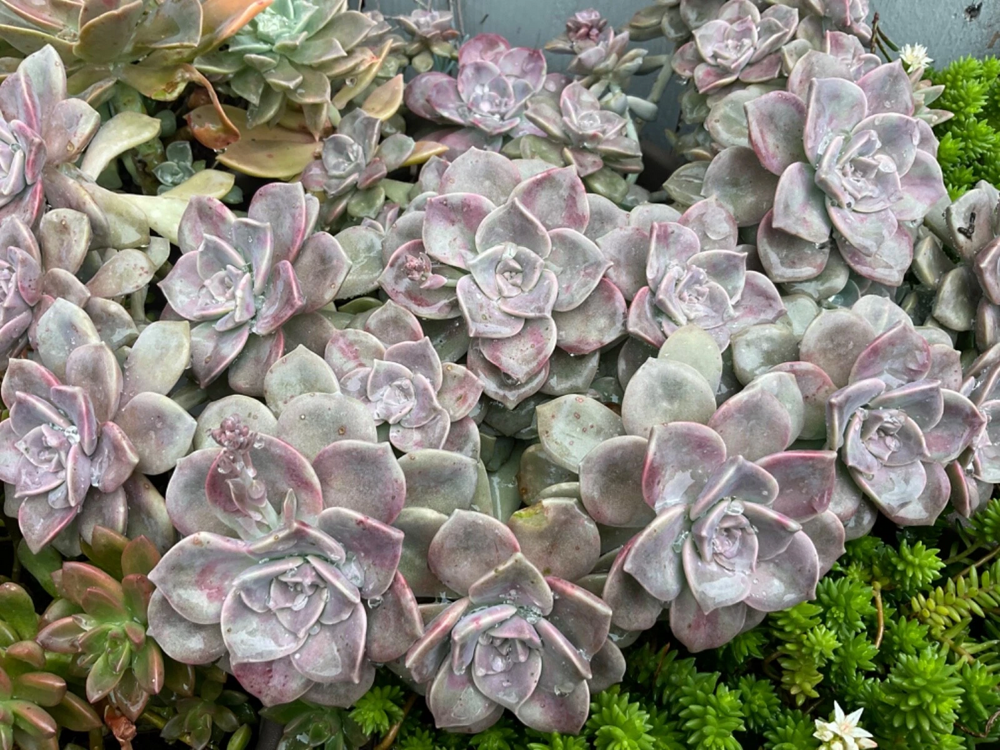 Graptopetalum Purple Delight – 2 Fresh Succulent Cuttings, Lavender Rosette Variety for Pots, Arrangements & DIY Propagation