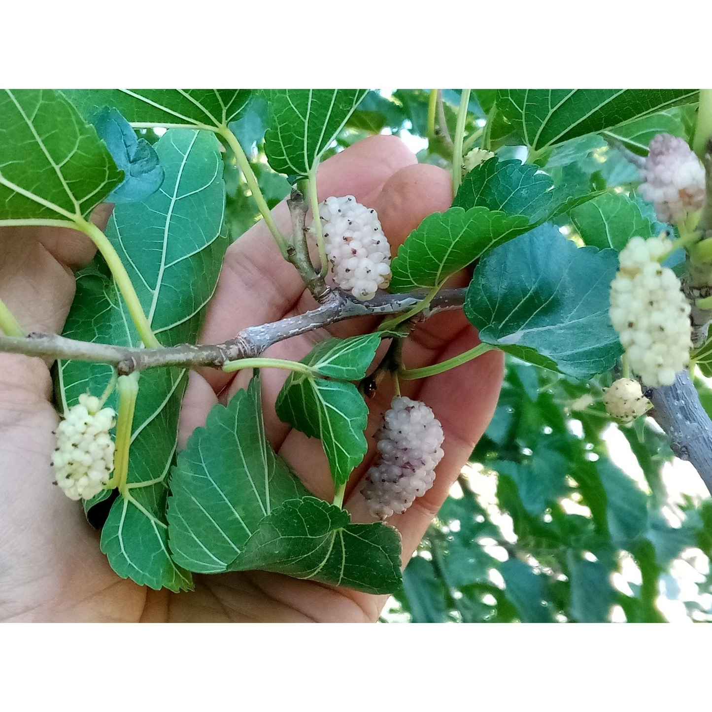 White Mulberry Cuttings – 10 Fresh Morus alba Cuttings for Grafting or Rooting, High-Brix Sweet Fruit Mulberry Tree Starter Wood