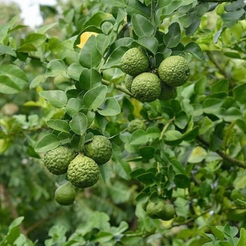 Kaffir Lime Tree Live Plant for Planting – 16–24 Inch Tall Citrus hystrix, Mature Fruiting Tree