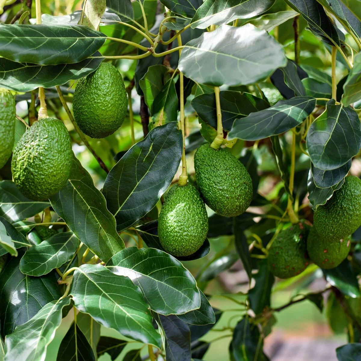 Bacon Avocado Tree Cuttings Fresh Scions for Grafting, Persea americana Bacon Variety, 2 PCS