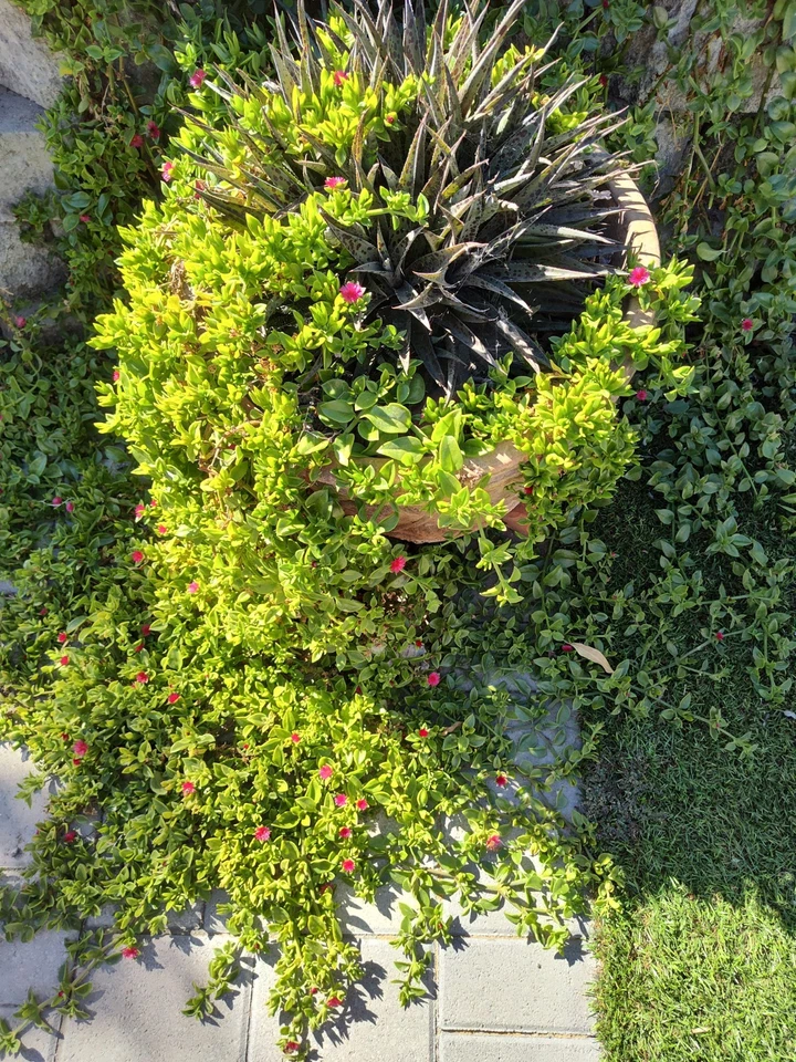 Aptenia Cordifolia Cuttings – 12 Baby Sun Rose Cuttings, 4–6 Inch Live Groundcover Plants for Rooting