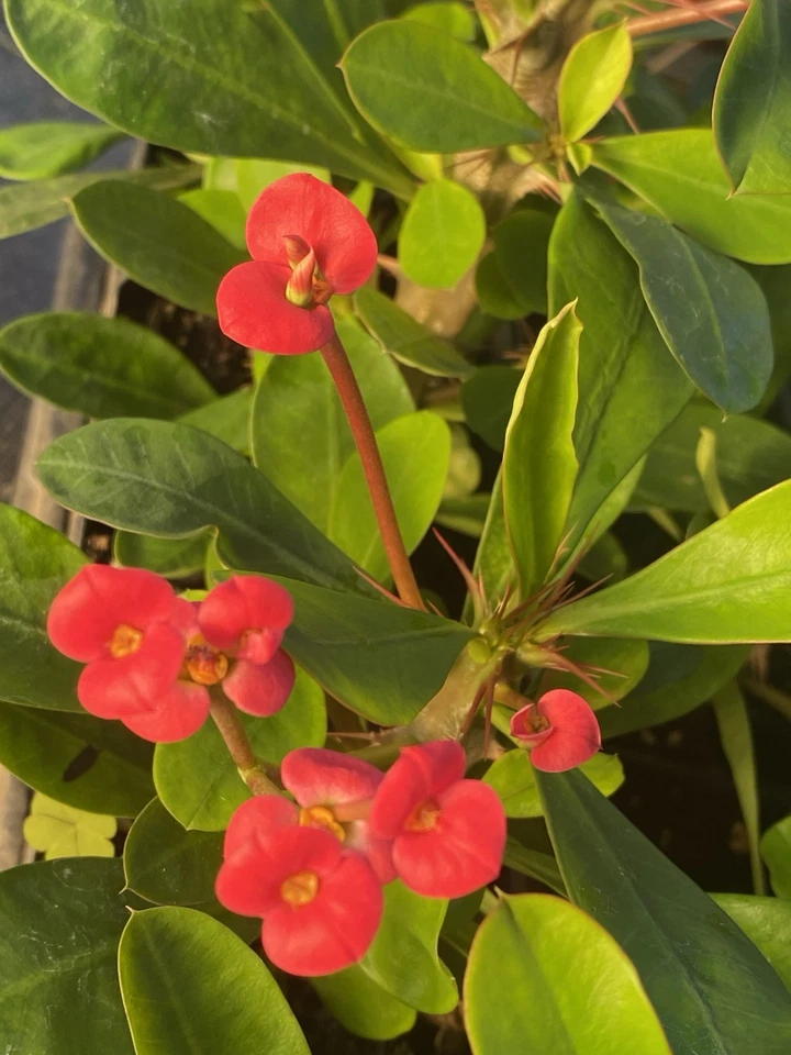 Euphorbia Milii Crown of Thorns – Red Flowering Succulent Cactus Plant – Live Starter Plant