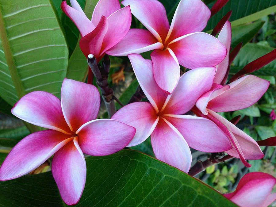 Pink Plumeria Cuttings – 2 Live Hawaiian Frangipani Cuttings 8 Inches Long, Tropical Flower Plant for Planting