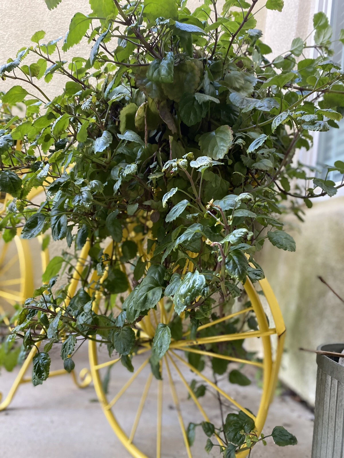 Swedish Ivy Cuttings for Planting – 10 Fresh Plectranthus verticillatus Cuttings, Trailing Indoor Houseplant
