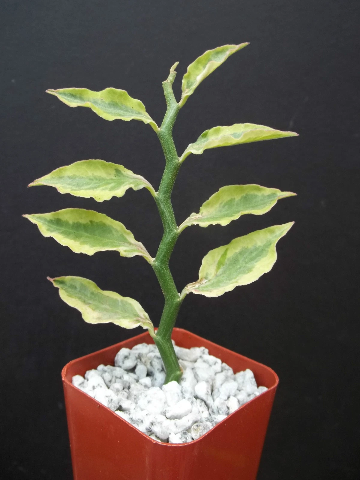 Pedilanthus Tithymaloides Yellow Variegated Plant – 2" Starter, Exotic Rare Zigzag Succulent, Colorful Indoor Ornamental
