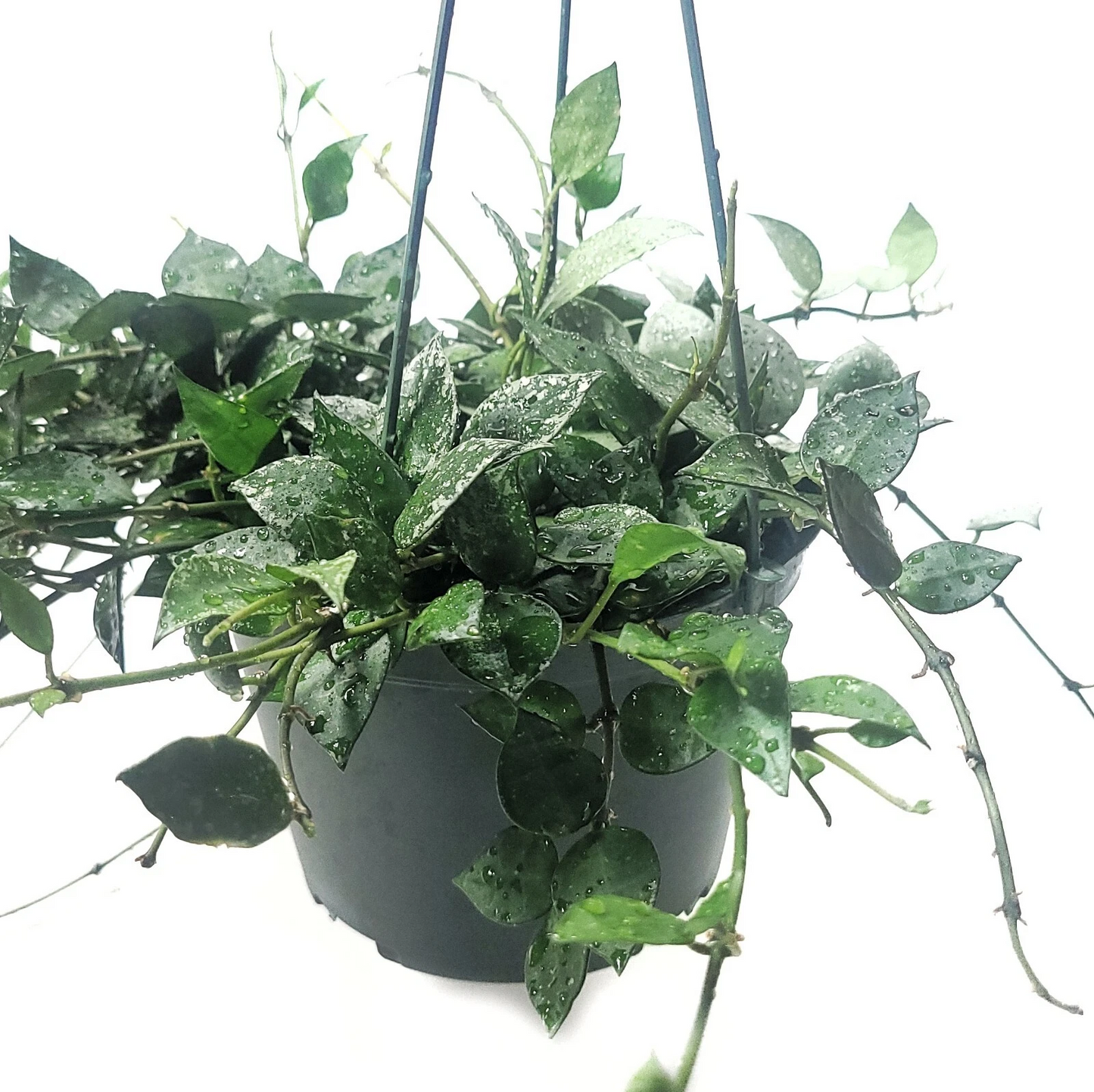 Hoya Krohniana Eskimo Live House Plant – Silver Variegated Vine, 6 Inch Potted Indoor Plant