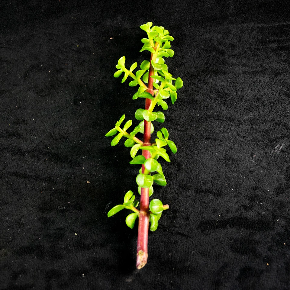 Elephant Bush Succulent Cuttings – 30 Unrooted Portulacaria afra Cuttings for Propagation, Indoor or Outdoor Plant