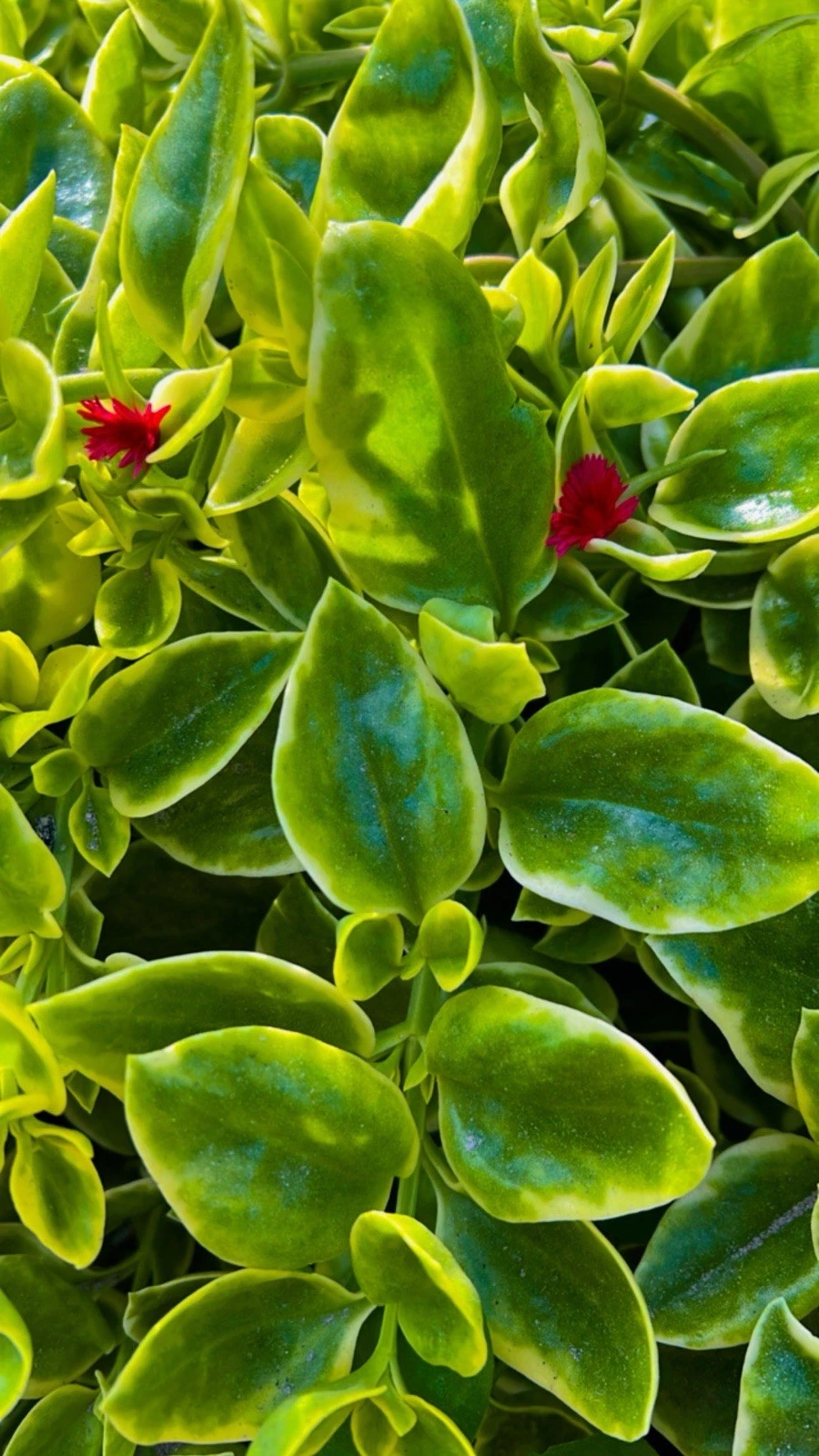 Variegated Baby Sun Rose ‘Red Apple’ Cuttings – 7+ Aptenia 4–6 Inch Unrooted Stems for Rooting and Propagation