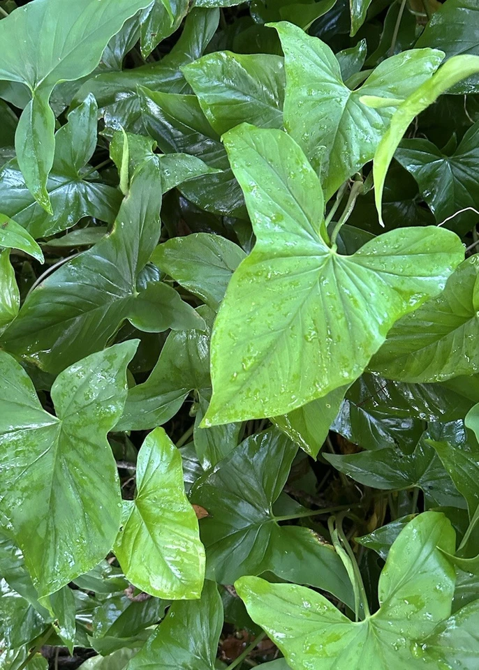 Arrowhead Vine Cuttings – 20 Live Rooted Syngonium Podophyllum Starter Plants, Fast-Growing Indoor Houseplant Vines