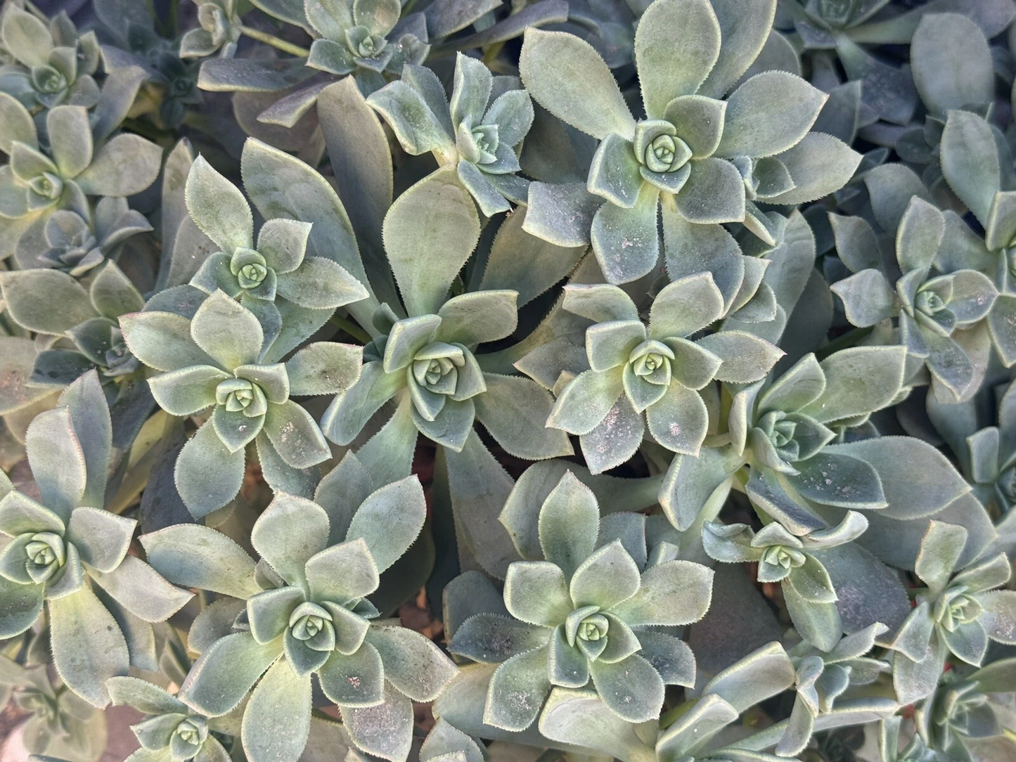 Aeonium Haworthii Succulent Cuttings – Set of 4 Live Aeonium Plants, Rosette Succulent for Indoor or Outdoor Growing