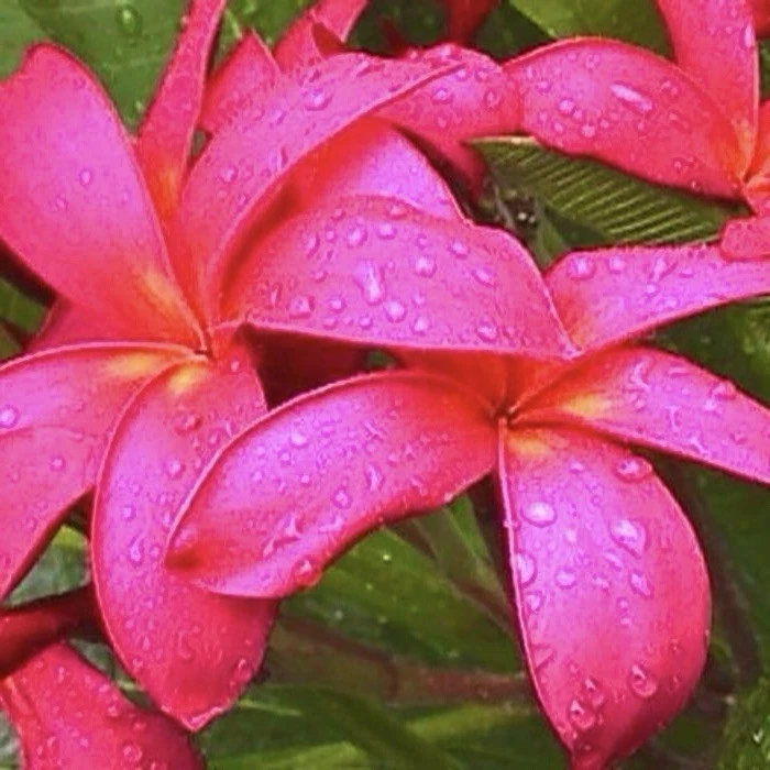 Pink Plumeria Frangipani Cuttings for Planting – 2 Unrooted Tropical Flowering Tree Stems, 10–12 Inch