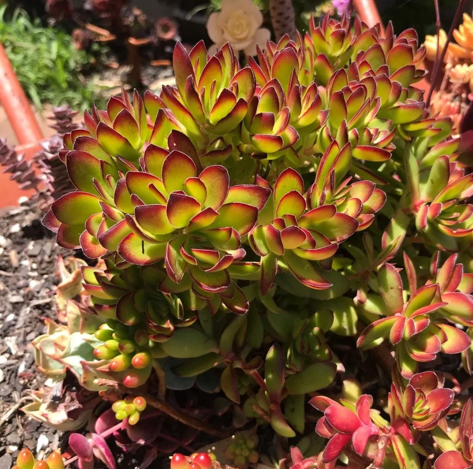 Crassula Rubricaulis ‘Butterfly Bush’ – Live 2in Succulent Plant, Red-Tipped Crassula for Garden or Indoor Pots