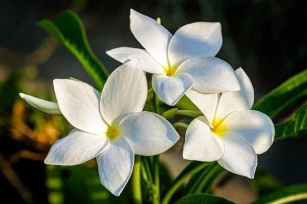 Plumeria Pudica Cuttings – 2 Fresh 4–6 Inch White Flowering Cuttings – Butterfly Garden Plumeria Starter Plant