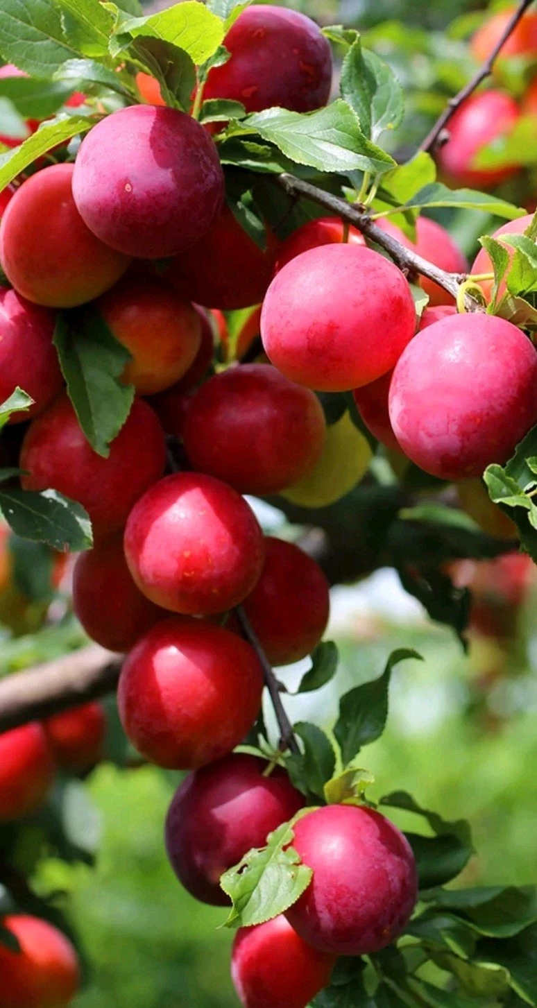 Japanese Red Plum Cutting – 6–8 Inch Unrooted Piece – Prunus salicina for Rooting or Grafting