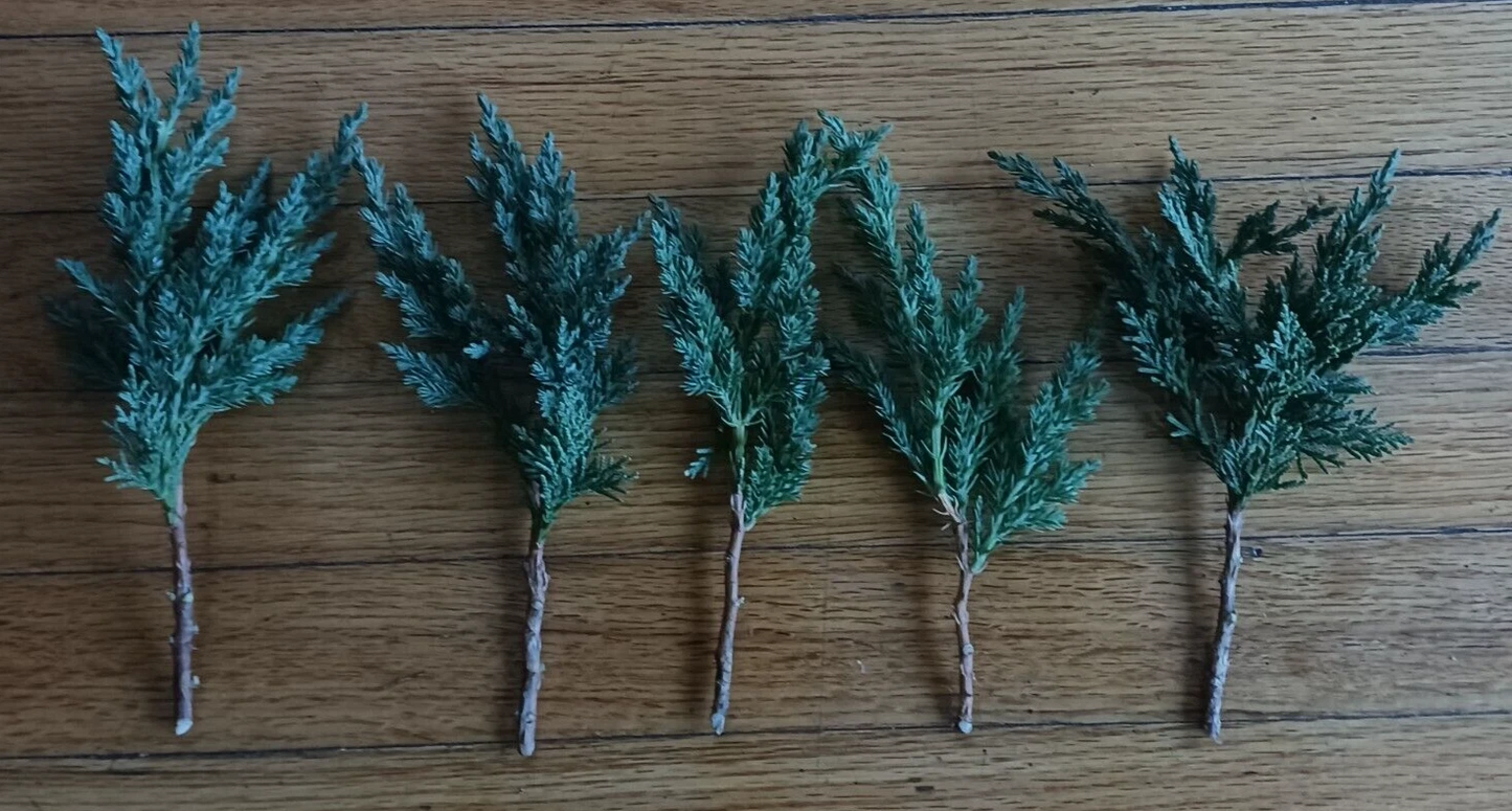 Green Mound Juniper Pre-Bonsai Cuttings – 5 Live 6–8" Starter Branches for Bonsai Training and Outdoor Landscaping