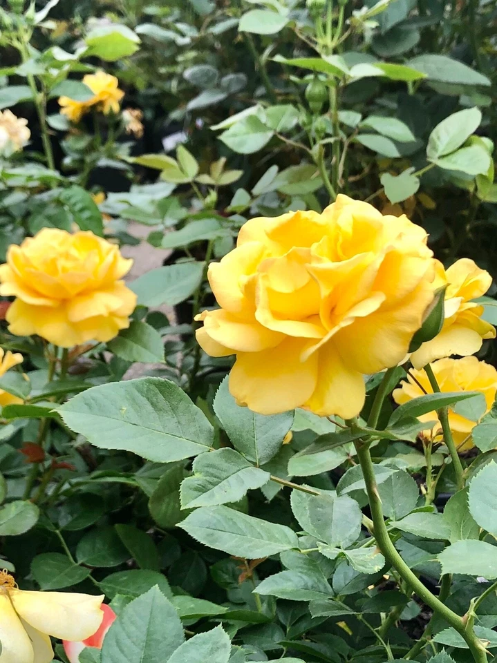3 Yellow Texas Rose Cuttings – Unrooted 6–8" Rose Stems for Rooting, Live Heirloom Garden Rose Starter