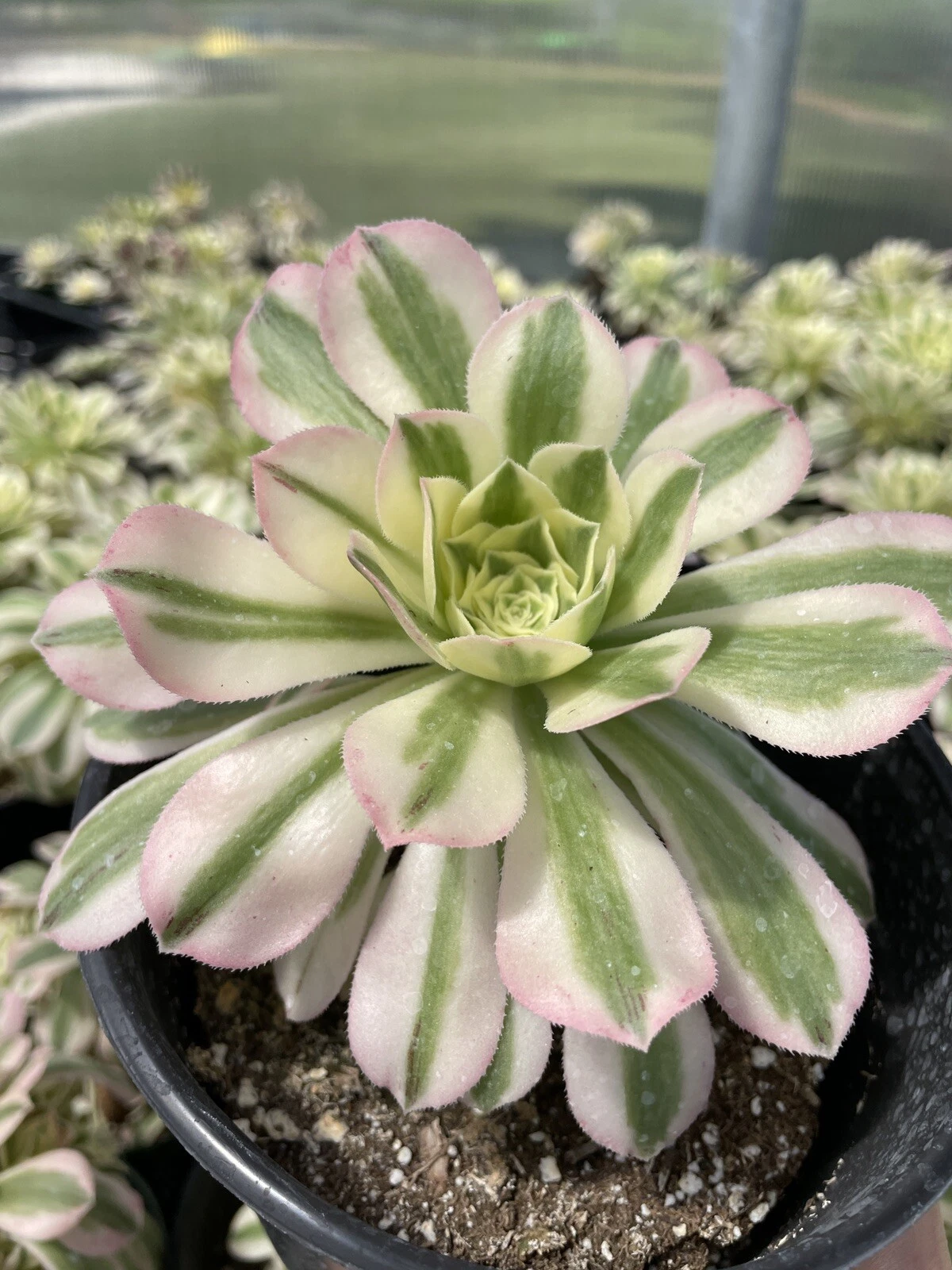 Aeonium Variegated Maybach Cutting 3.5” – Live Succulent Cutting for Planting – Colorful Rosette Starter