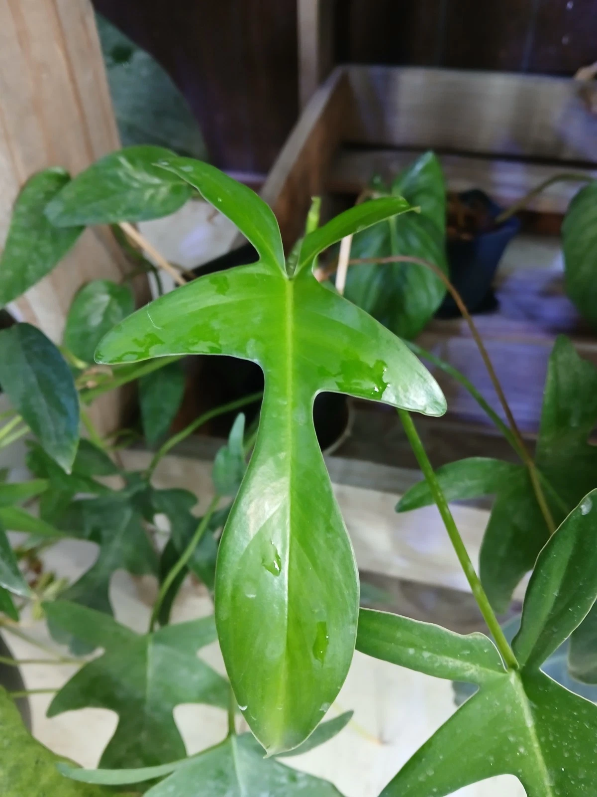 Philodendron Glad Hands Cuttings for Planting – 5 Live Unrooted Tropical Houseplant Stems