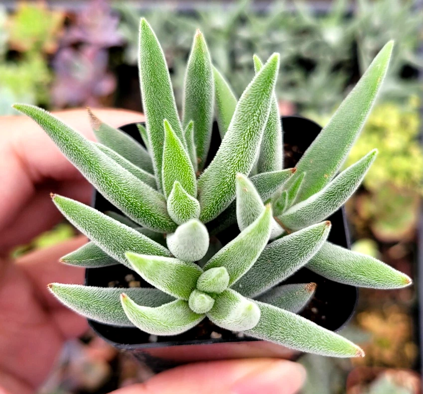 Crassula Mesembryanthemoides Tenelli Live Plant for Planting – 2 Inch Potted Succulent Starter