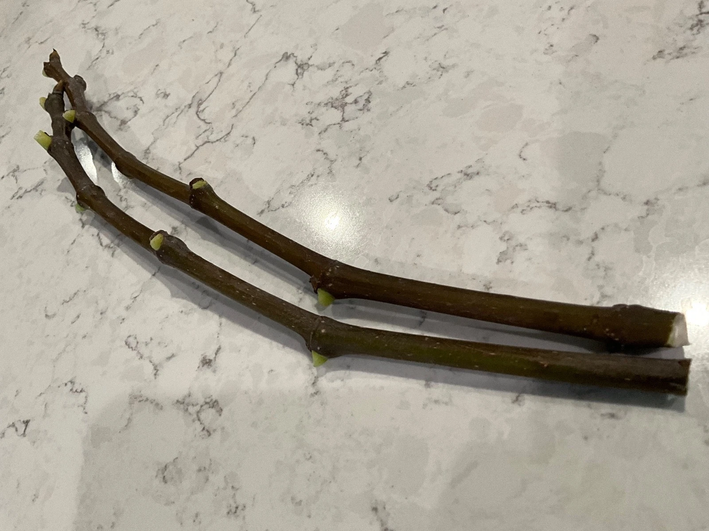 Strawberry Verte Fig Cuttings – 2 Fresh Ficus carica Cuttings 12 Inches Long, Fruit Tree for Rooting
