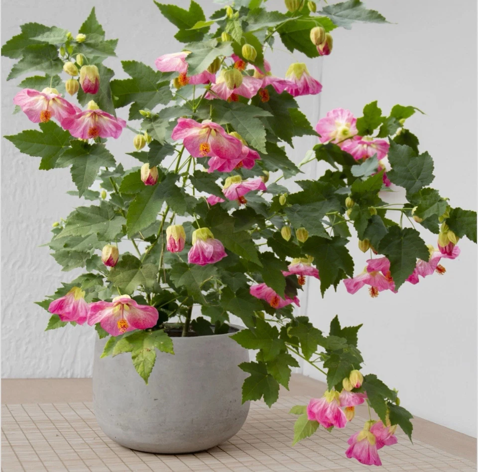 Pink Abutilon Flowering Maple – Live Small Rooted Starter Plant, Tropical Blooming Shrub for Patio, Containers, and Garden Borders