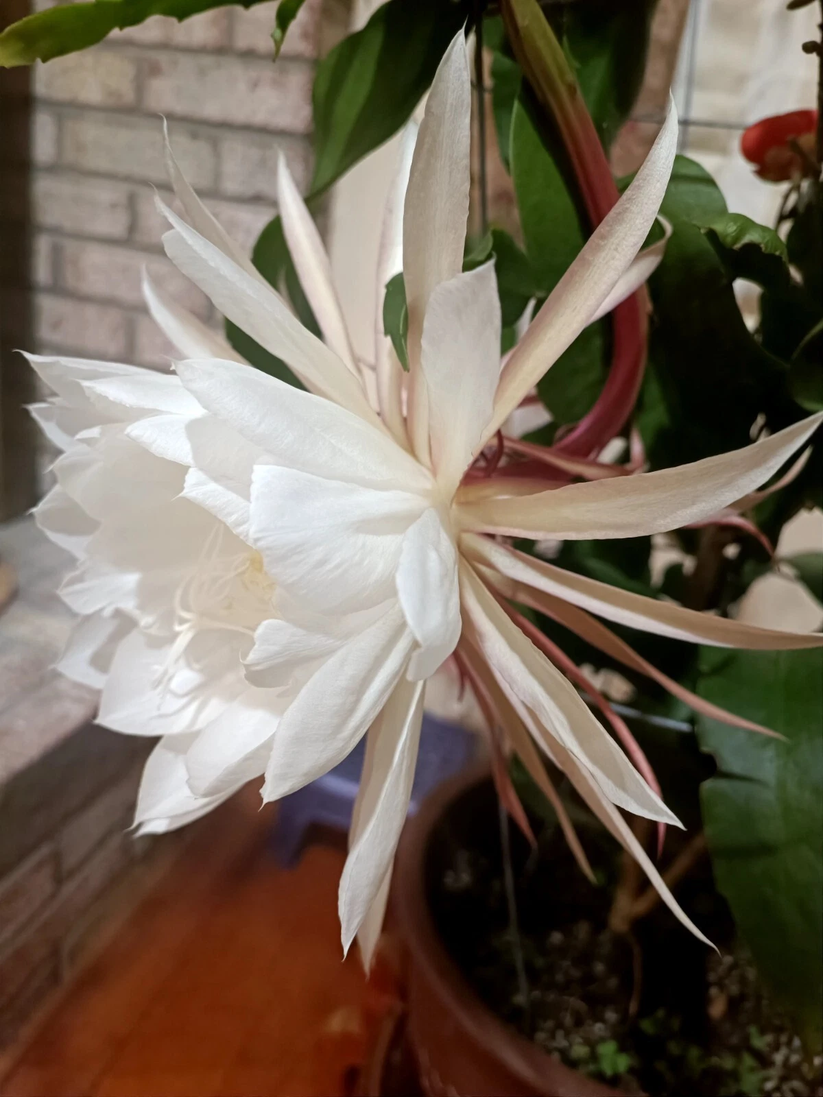 Queen of the Night Cuttings – 3 Epiphyllum oxypetalum 4–6" Stems for Rooting – Orchid Cactus