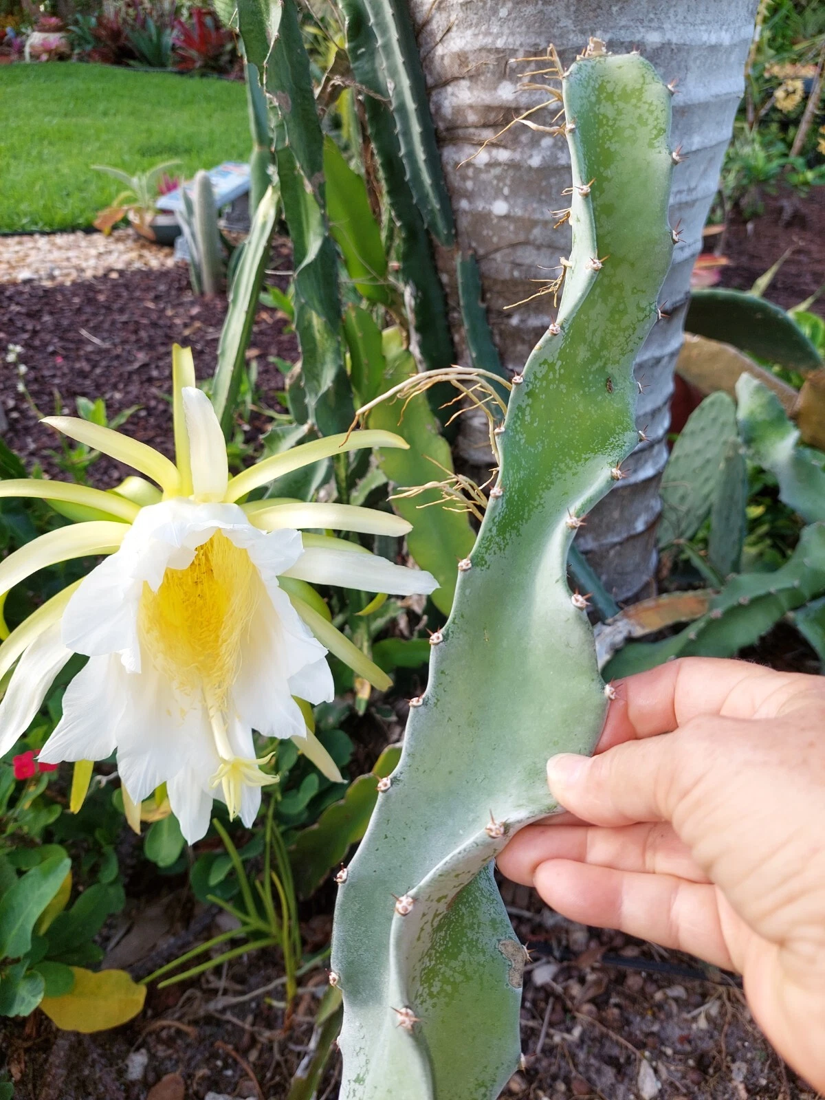 Hylocereus Undatus Dragon Fruit Cutting – 1 Live Pitaya Cactus Vine Cutting 8 Inch for Planting
