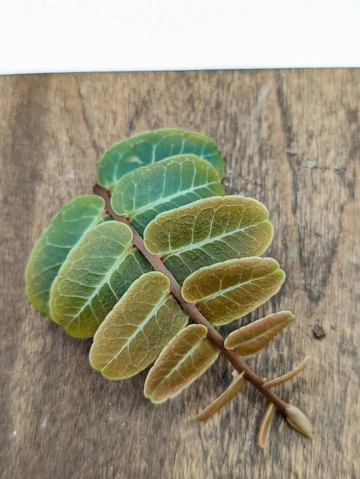 Marcgravia sp. Mendez Terrarium Vine – 10-Leaf Cutting, Shingling Tropical Plant for Vivariums & Mossy Backgrounds