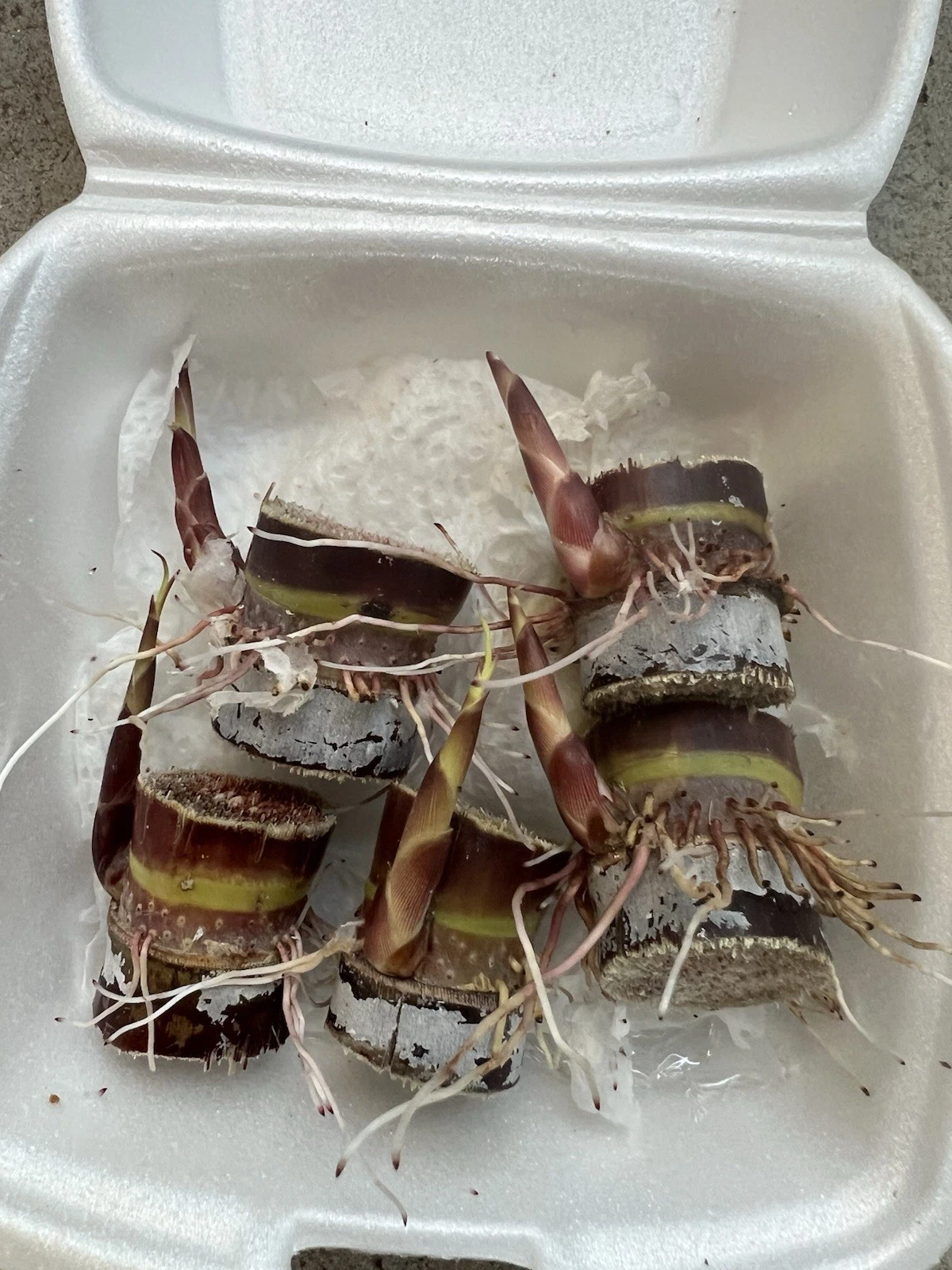 Dark Purple Sugarcane Rooted Cuttings – 5 Live Saccharum officinarum Pieces for Propagation and Planting