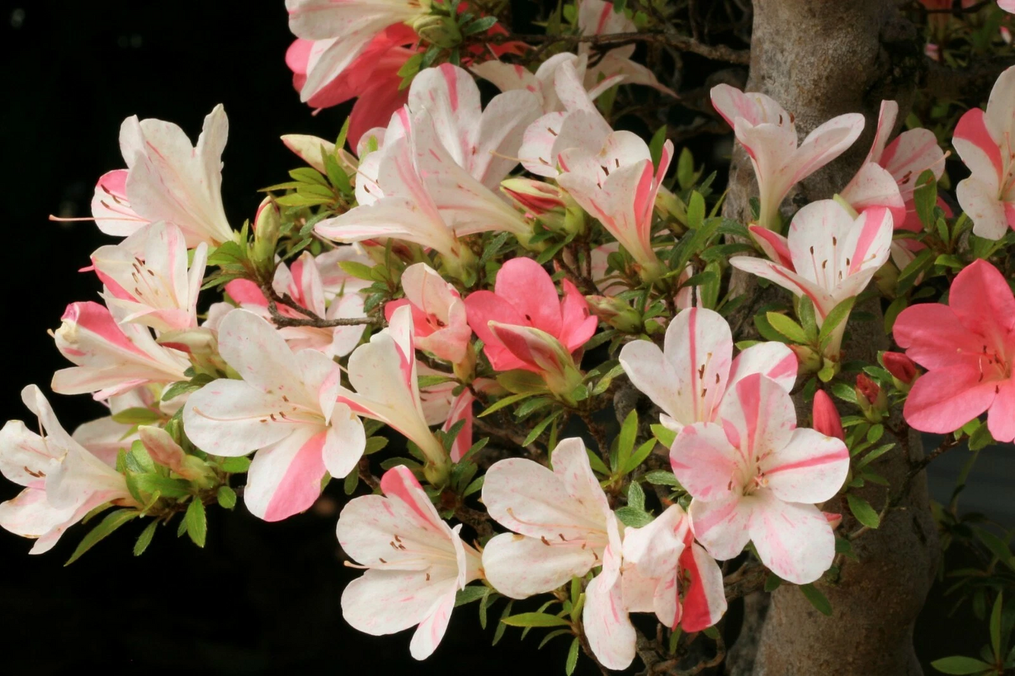 Astronaut Azalea Starter Plant – Deciduous Rhododendron with Bi-Color Striped Blooms – Live Garden Shrub