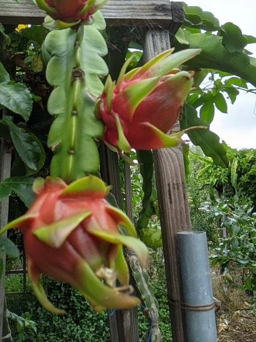 Red Dragon Fruit Cutting – Healthy Organic Pitaya Stem for Rooting – Live Hylocereus Plant from Uncle Charley Farm