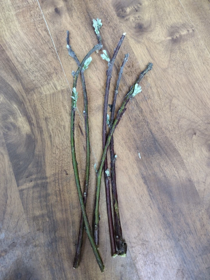 Wisteria Blue Moon Cuttings – 10 Unrooted 6–8 Inch Cuttings – Hardy Flowering Vine Plant