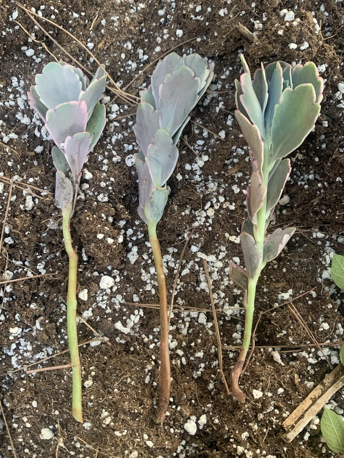 Kalanchoe fedtschenkoi ‘Lavender Scallops’ Cuttings – 3 Live Unrooted Succulent Stems for Propagation