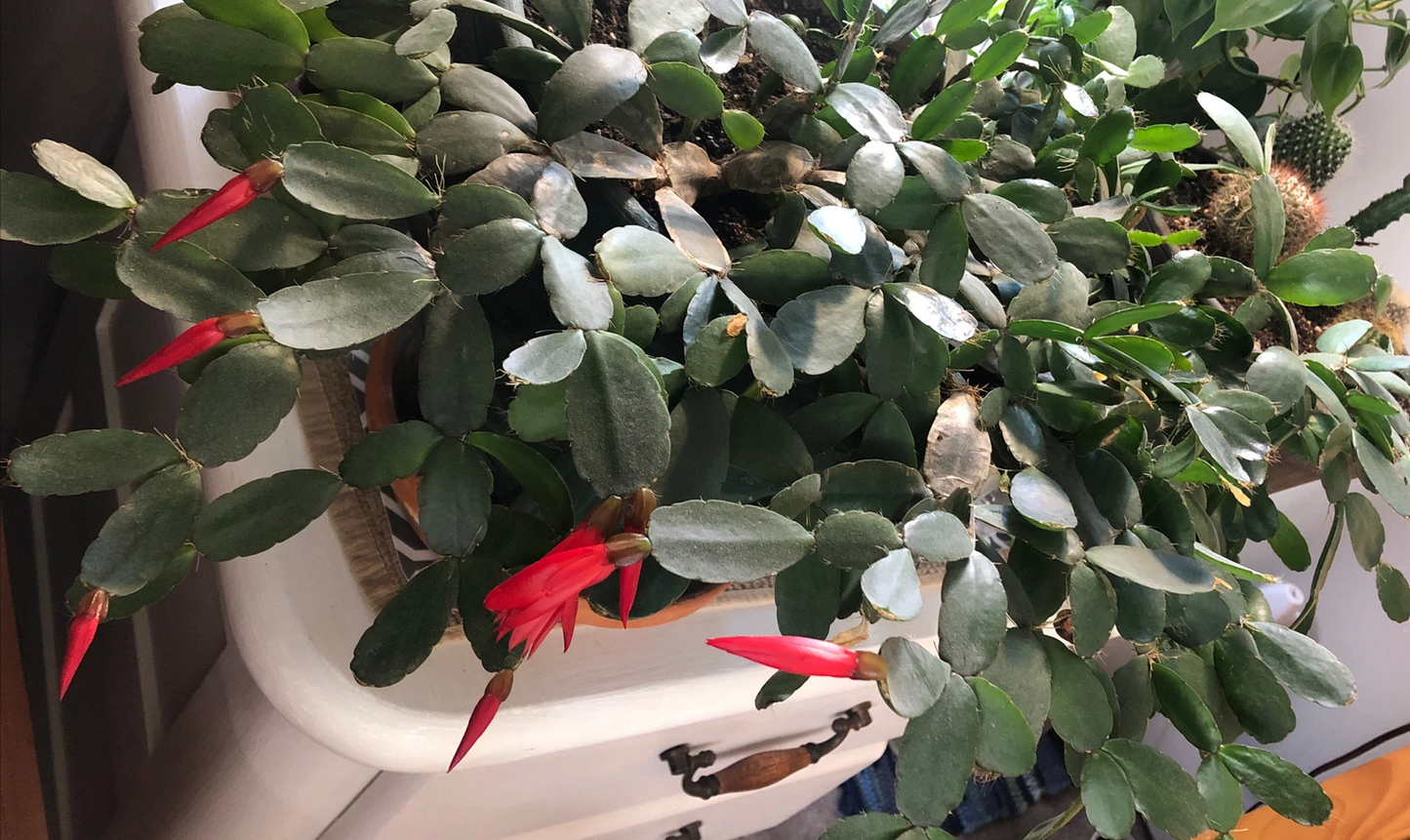 Easter Cactus Cuttings – 3 Unrooted Rhipsalidopsis gaertneri Cuttings, 2 Segment Clippings for Propagation