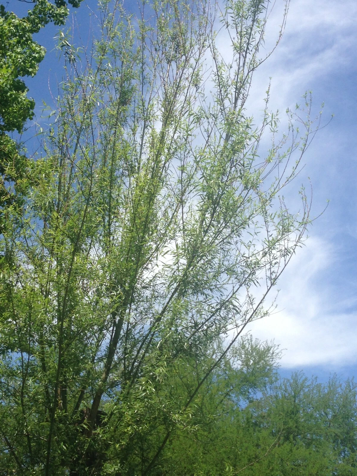 Willow Tree Live Cuttings – 18 Fresh Salix Stems for Planting, 5–8 Inch Length, Outdoor Growing Cuttings