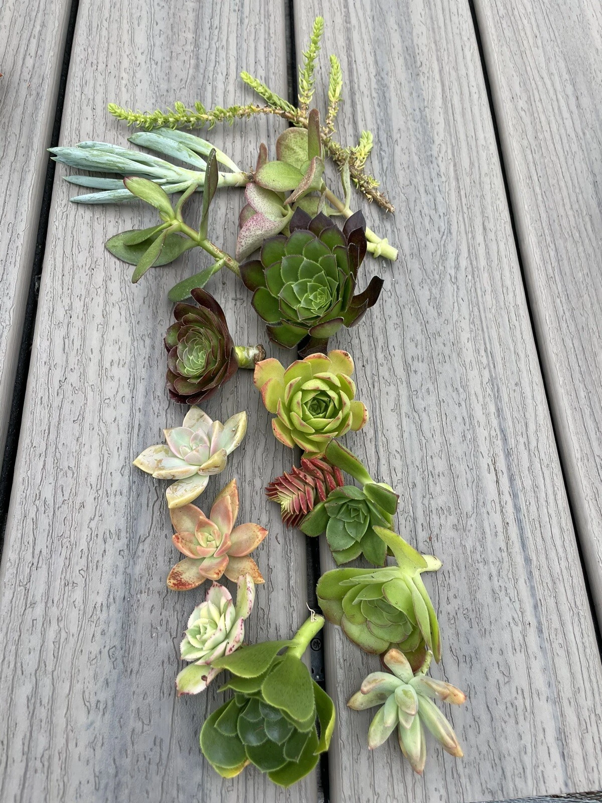 Assorted Succulent Cuttings – 15 Mixed Varieties, Fresh Unrooted Cuttings for Propagation