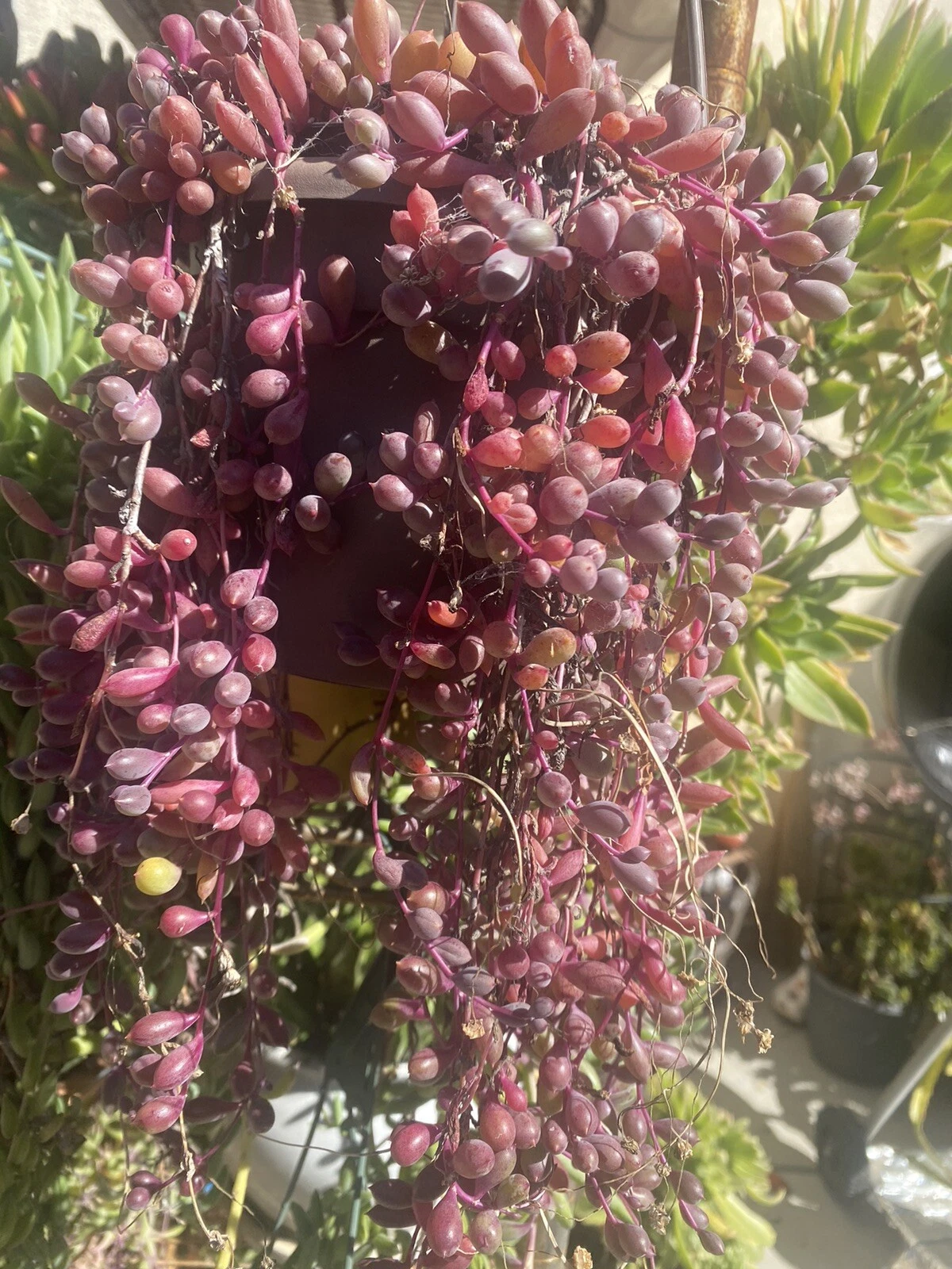 Othonna Capensis Ruby Necklace – 10 Fresh Succulent Cuttings, Trailing Purple Stems, Organic Growing Stock for Pots & Hanging Baskets