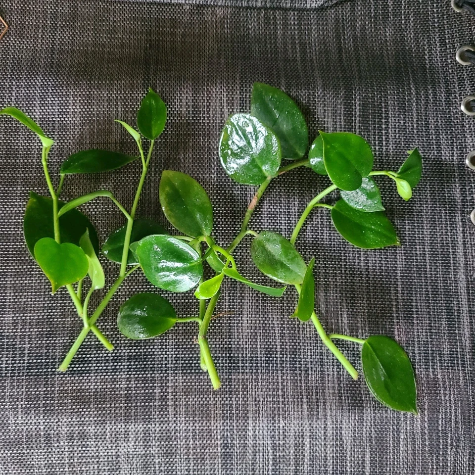 Peperomia ‘Cupid’ Cuttings – 6 Unrooted Heart-Shaped Vining Peperomia Stems for Easy Propagation