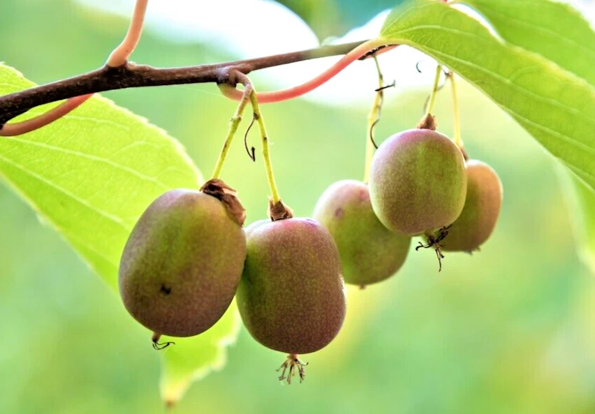 Hardy Arctic Kiwi Vine Cuttings Actinidia arguta Anna Female, Seedless Fruit Variety, 6 Unrooted Cuttings
