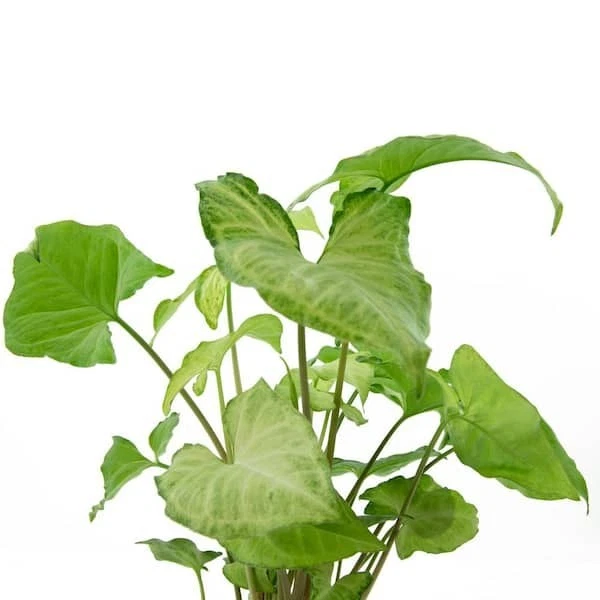 Arrowhead Plant Variety Pack – 2 Live Rooted Syngonium Plants – Mixed Foliage Houseplants from Florida