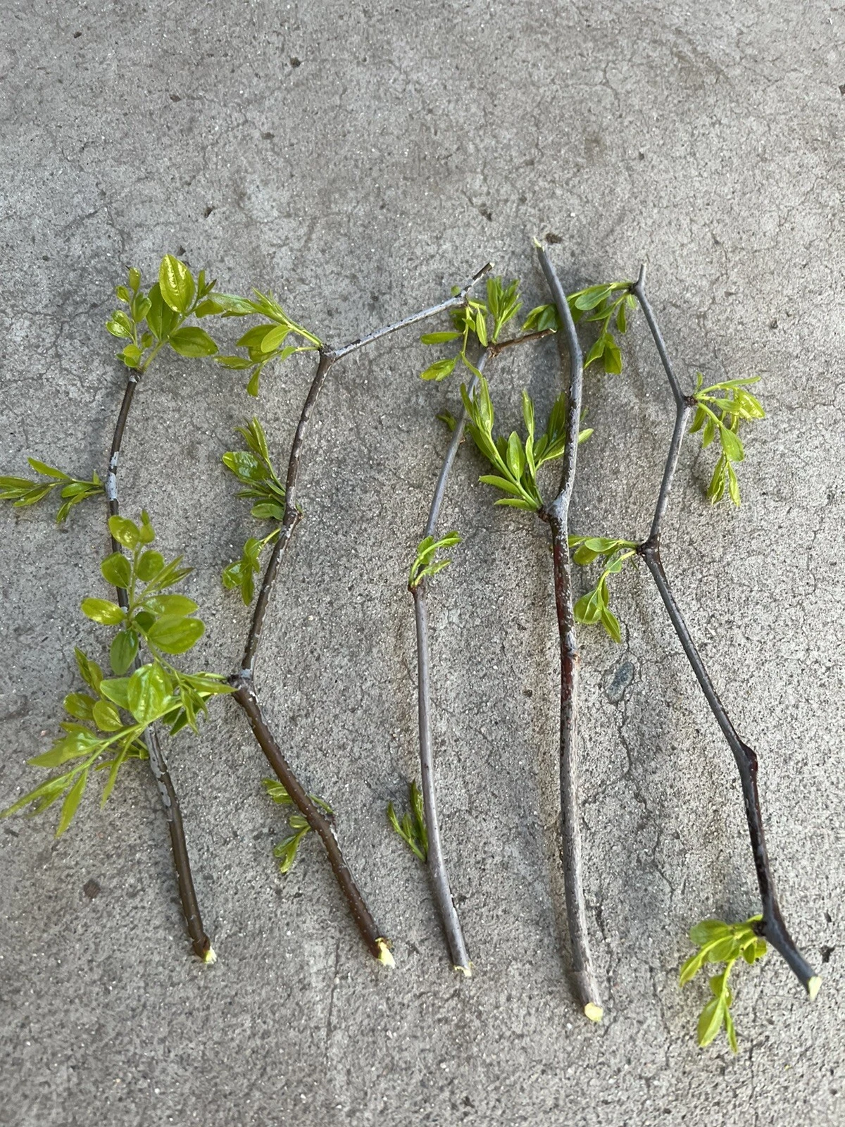Lang Jujube Tree Cuttings for Planting – 5 Unrooted Ziziphus jujuba Chinese Red Date Stems
