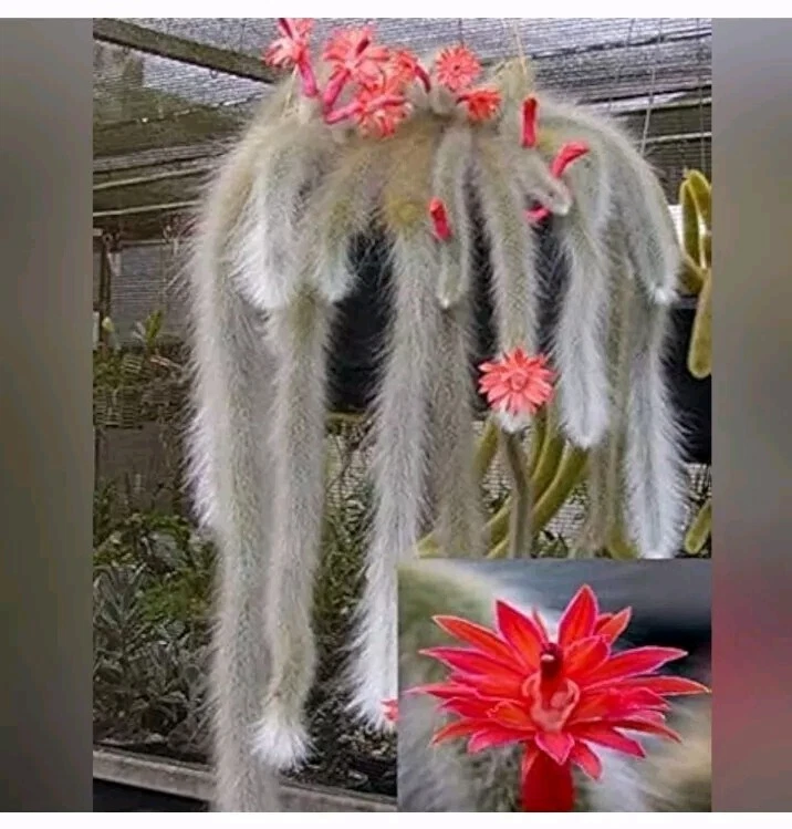 Monkey Tail Cactus Cutting – 8 Inch Unrooted Segment – Trailing Fuzzy Succulent Plant