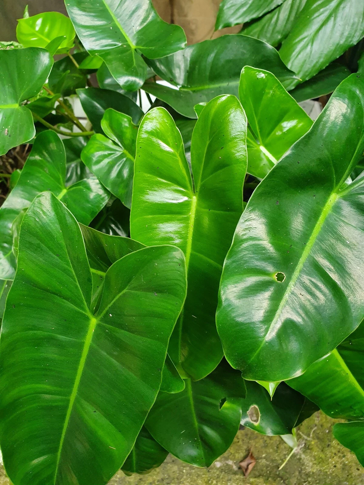 Philodendron ‘Burle Marx’ Cutting – 5–7" Live Tropical Starter Plant, Easy-Grow Aroid Vine