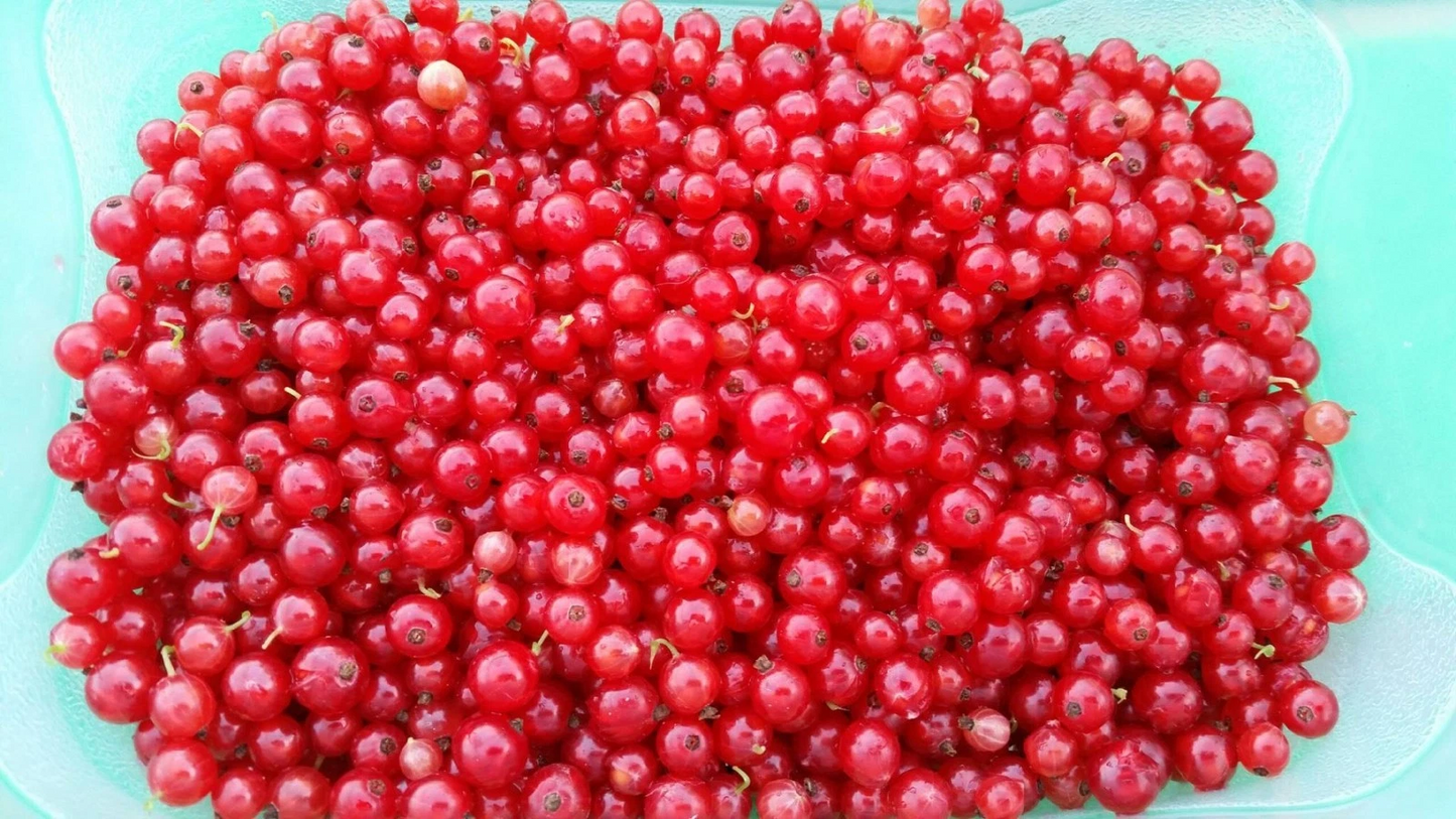 Red Lake Currant Live Cuttings – 10 Fresh Ribes rubrum Sticks for Rooting, Red Currant Shrub Propagation