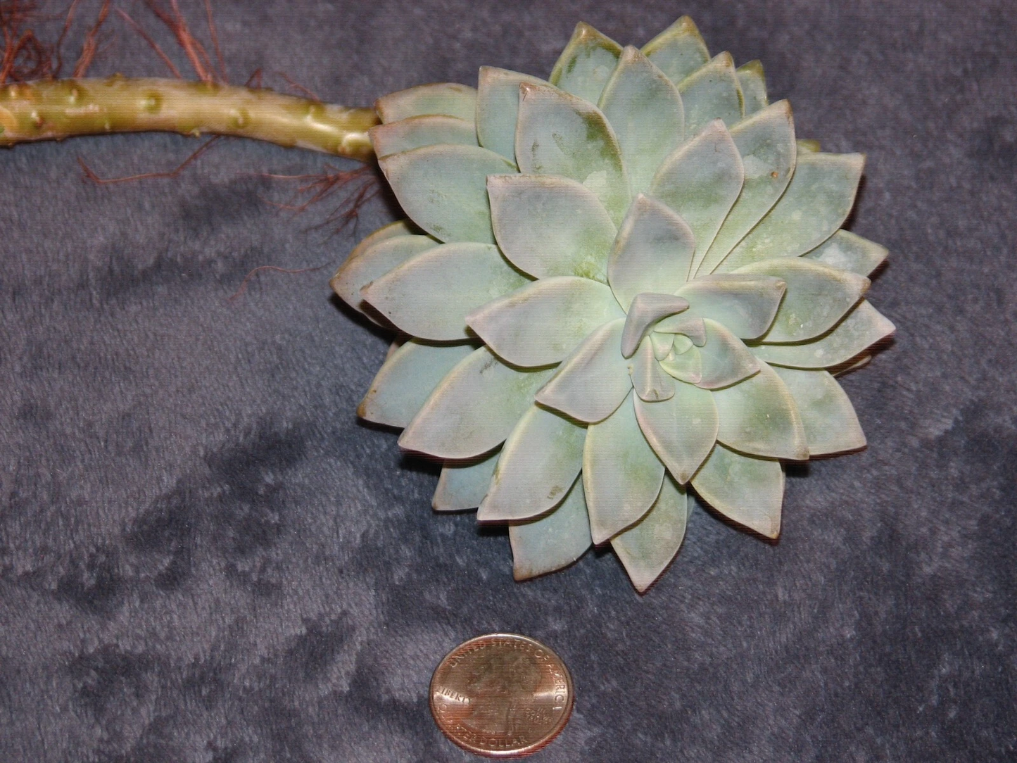 Graptopetalum Ghost Plant Succulent Cutting – Live Unrooted Plant Starter