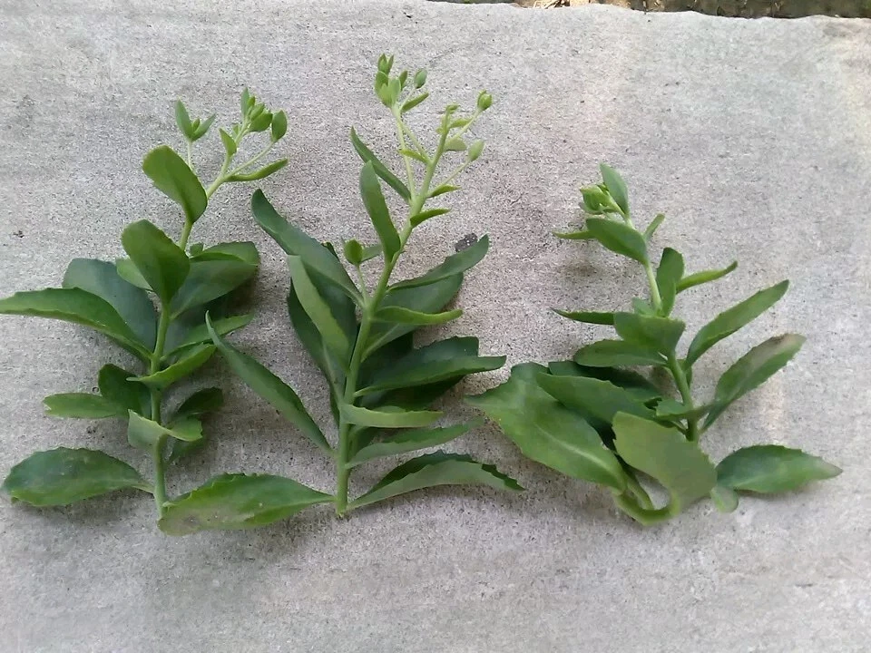 Sedum Autumn Joy Cuttings – 3 Fresh No-Root Cuttings for Easy Growing Perennial Succulent