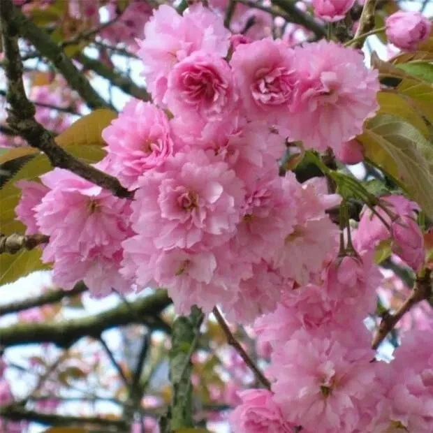 Japanese Cherry Tree Cuttings – Prunus serrulata, 10 Unrooted Fresh Cuttings for Rooting or Bonsai Growing