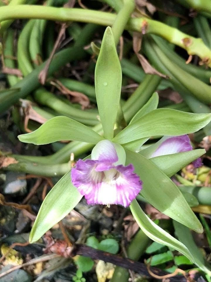 Vanilla Orchid Cuttings – Vanilla dilloniana Live Plant Cuttings, 20 Inch Mature Vine for Planting